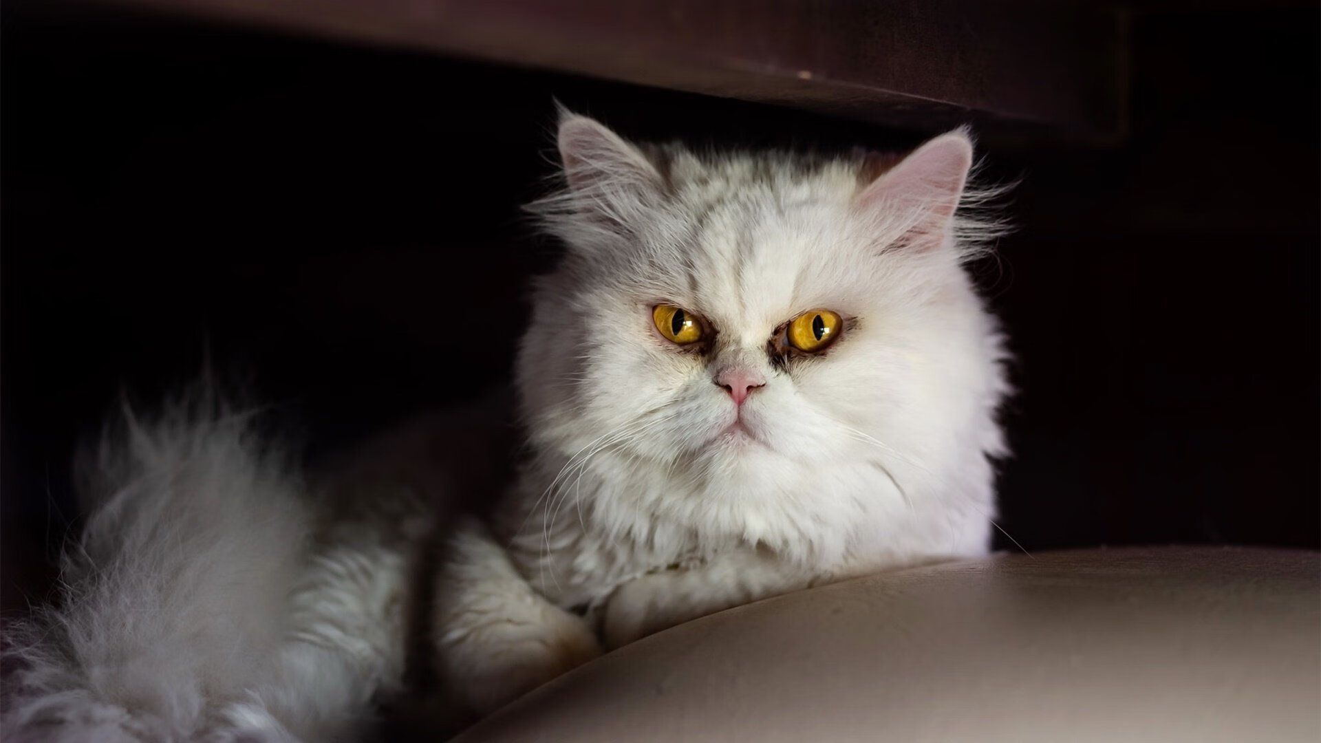 关键先生杜兰特一锤定音,尼克斯精妙节奏掌控锁定胜局