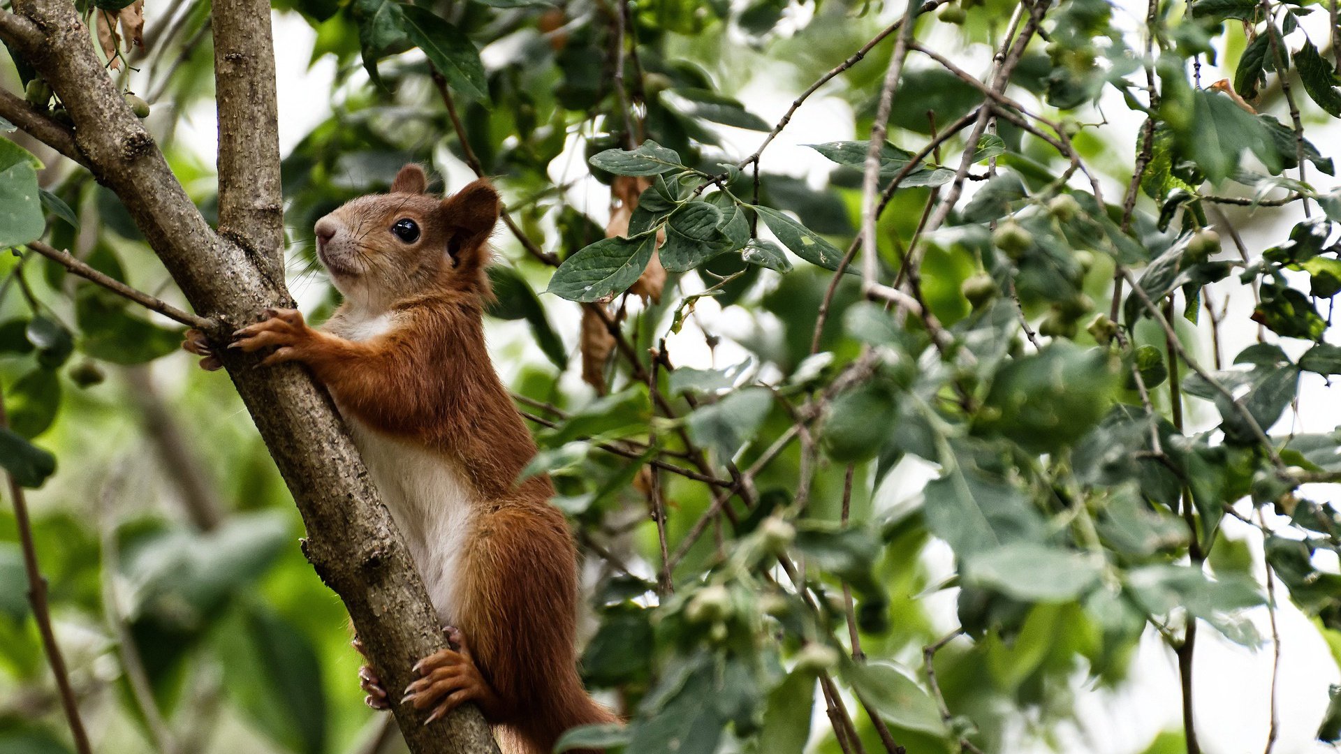 南半球的风，撕裂诺坎普的天空，当孔德的倒转基因收割巴萨旧梦