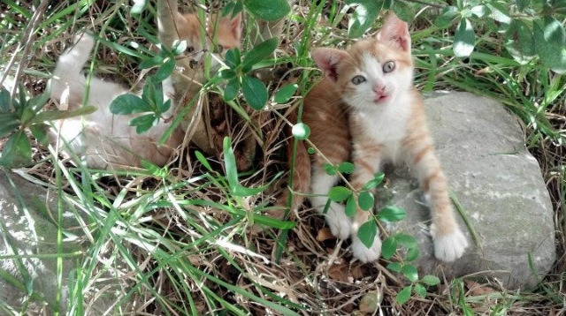 文明冲突与篮球圣经，当伯纳乌的草皮遇见珠江的季风
