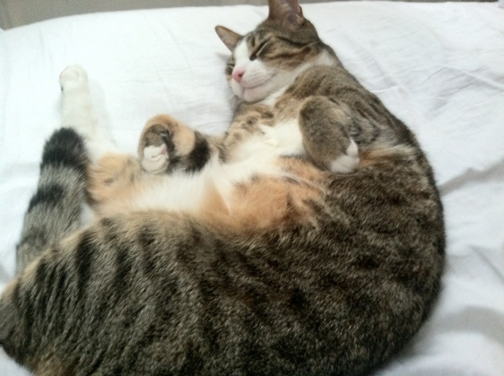 开云APP-独木擎天！文班亚马狂揽38+17导演惊天逆转，鹈鹕末节掀翻快船